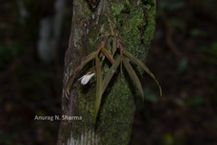 Dendrobium heyneanum